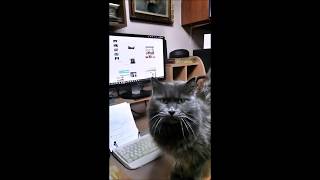 nebulous neblig cat Σπύρος Καλογorρου